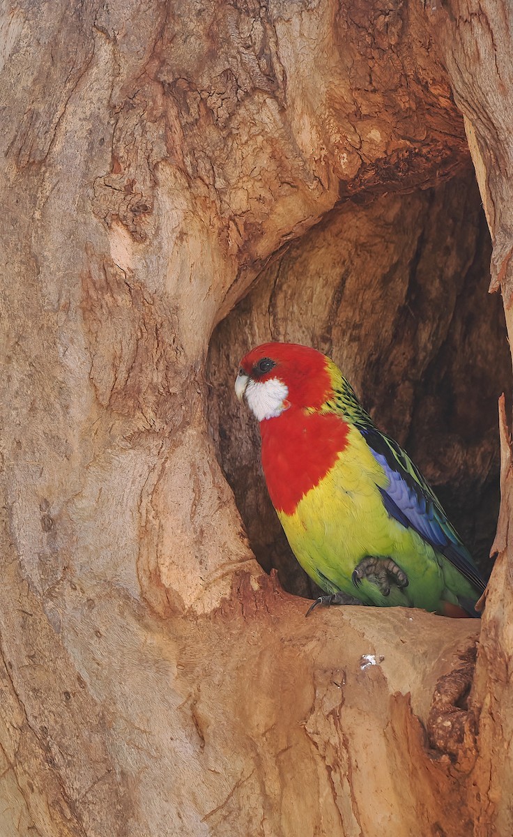 Eastern Rosella - ML645743854