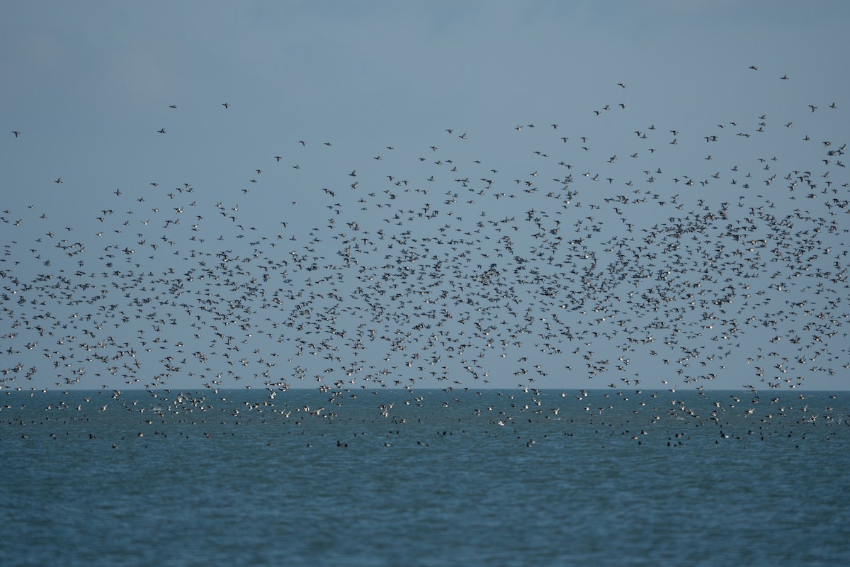Greater/Lesser Scaup - ML645743857