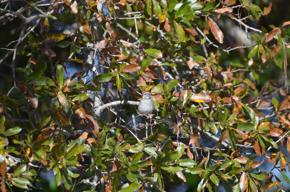Chipping Sparrow - ML645743862