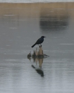 Boat-tailed Grackle - ML645743870