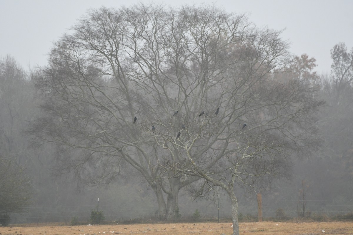 Boat-tailed Grackle - ML645743871