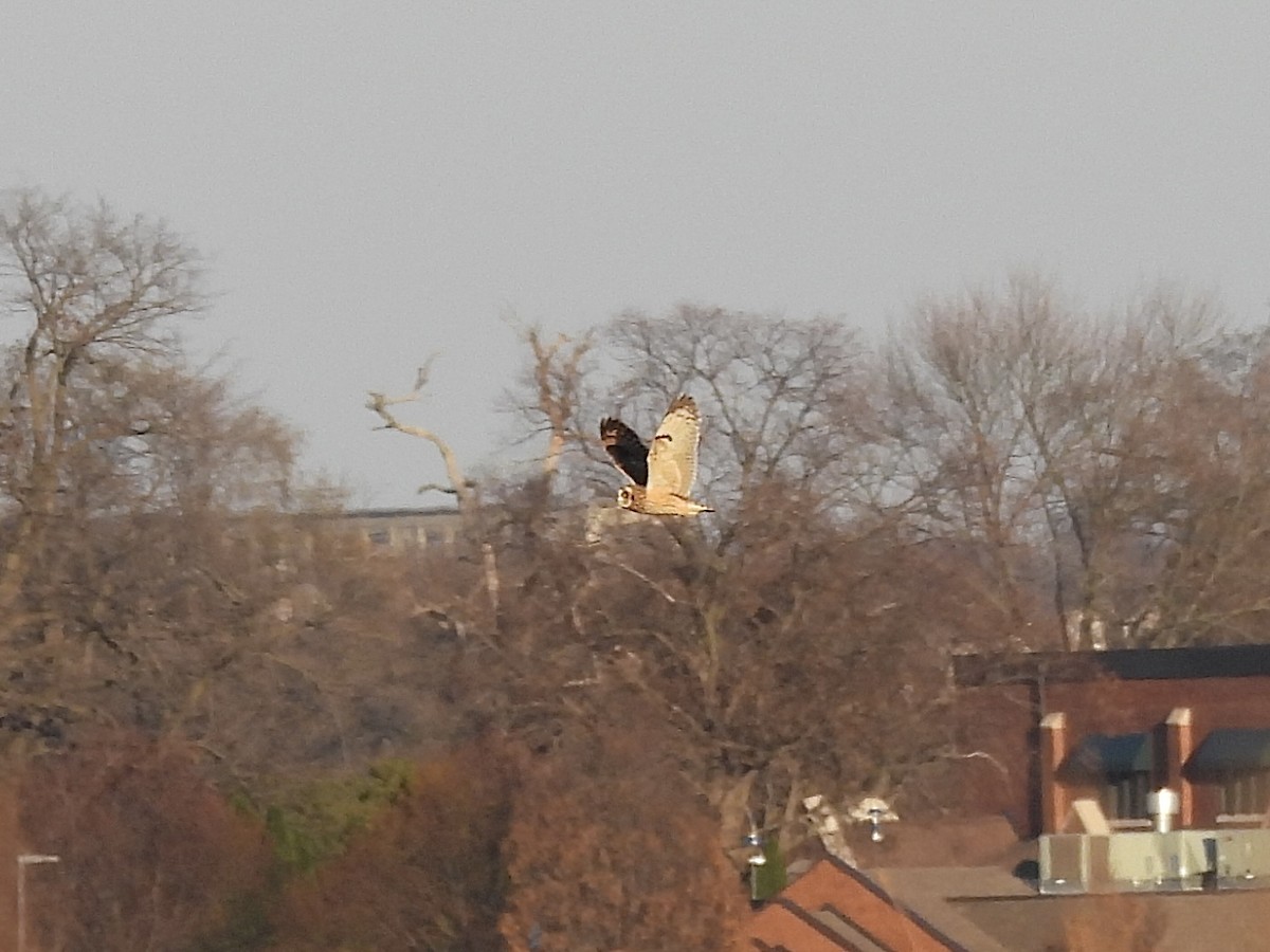 Short-eared Owl - ML645743898