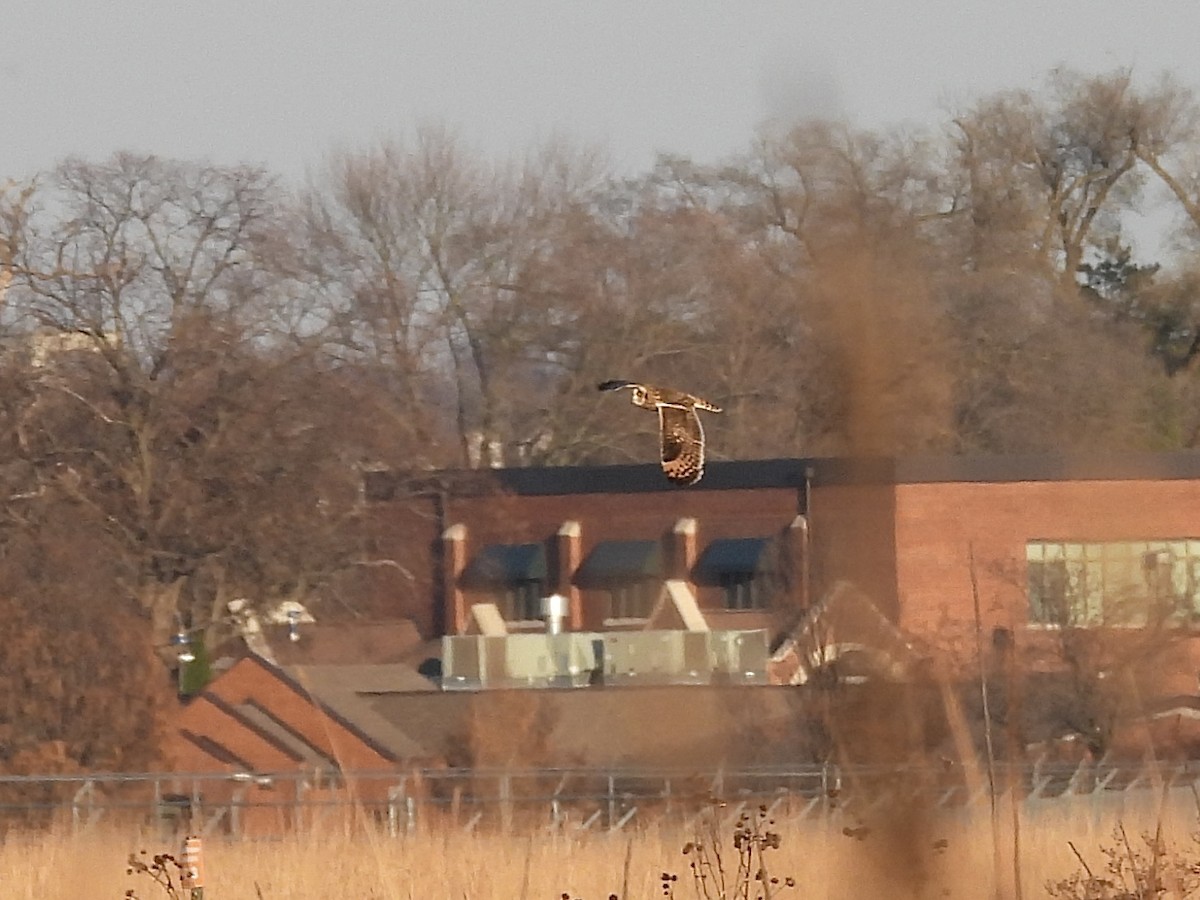 Short-eared Owl - ML645743899