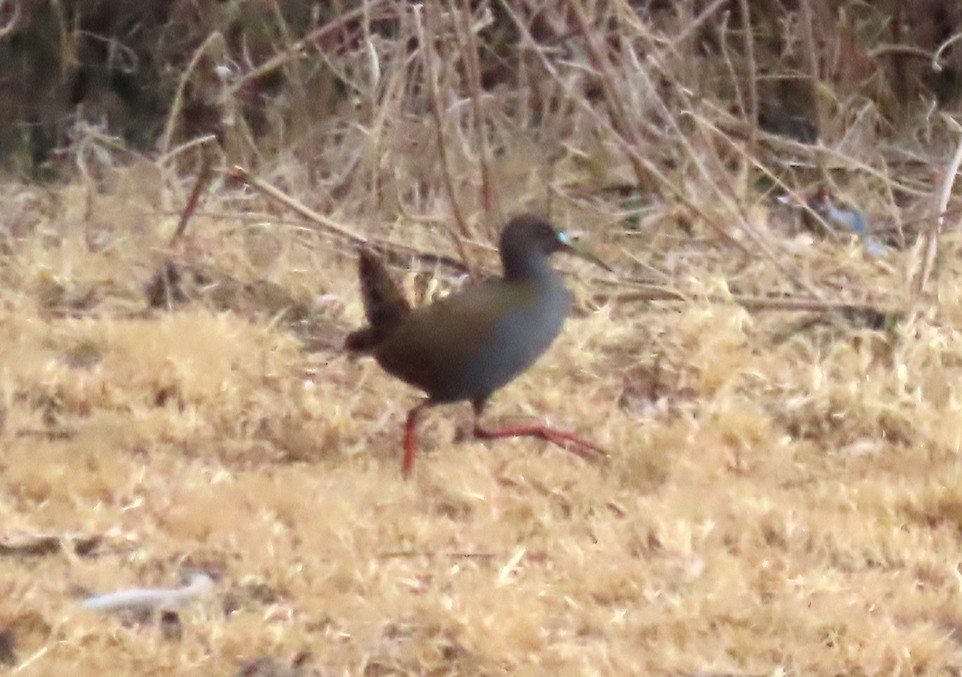 Plumbeous Rail - ML645743914