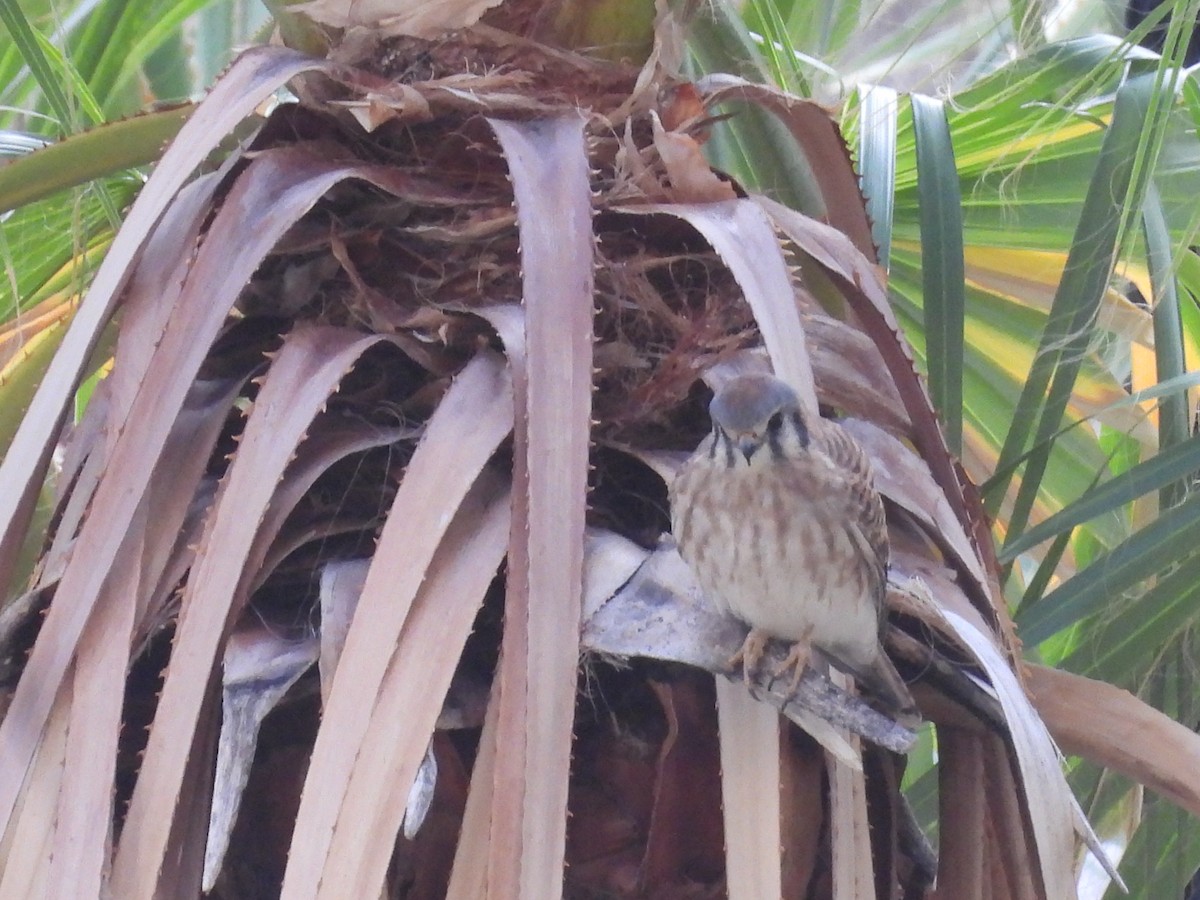 Belatz amerikarra - ML645743915