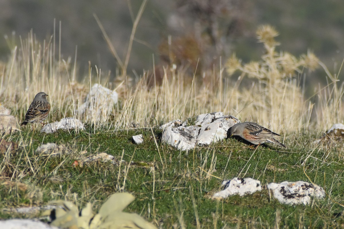 Тагийн хайруулдай - ML645743940