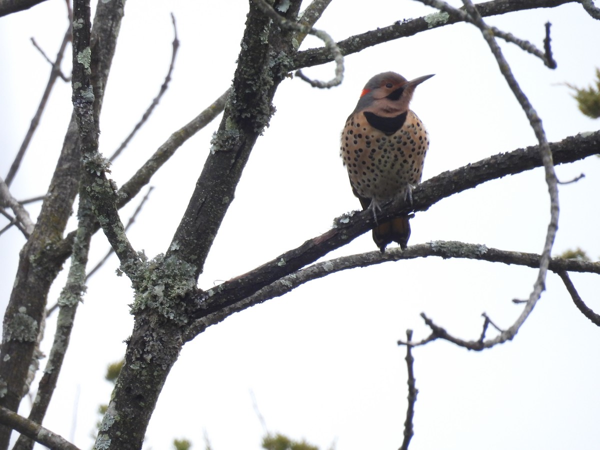 Northern Flicker - ML645743941