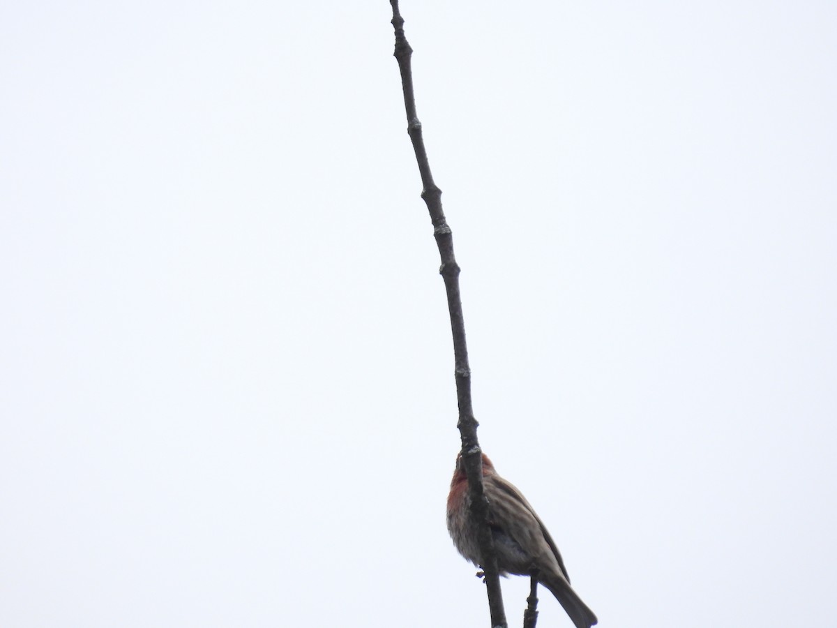 House Finch - ML645743958