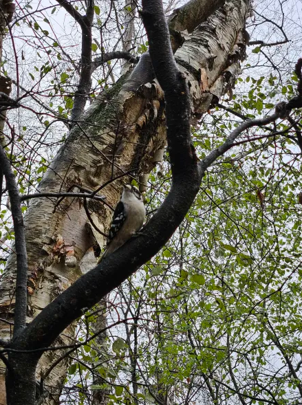 Downy Woodpecker - ML645743968