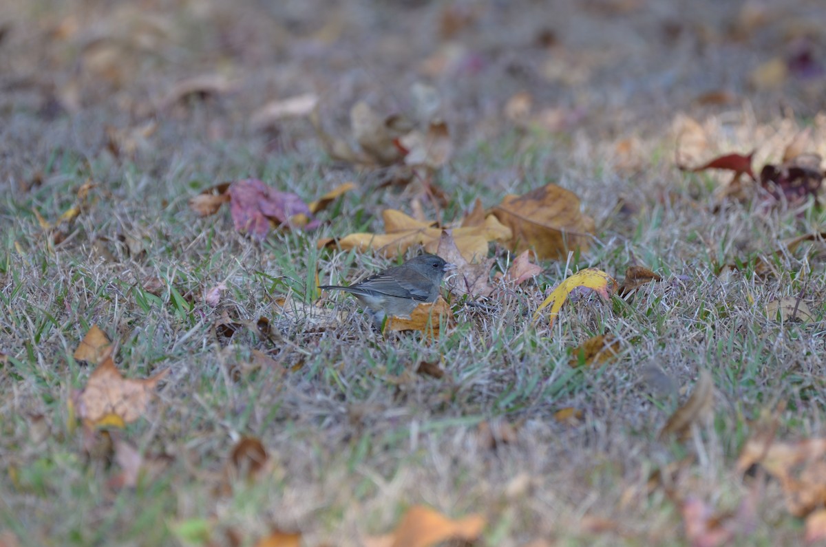 Dark-eyed Junco - ML645743971