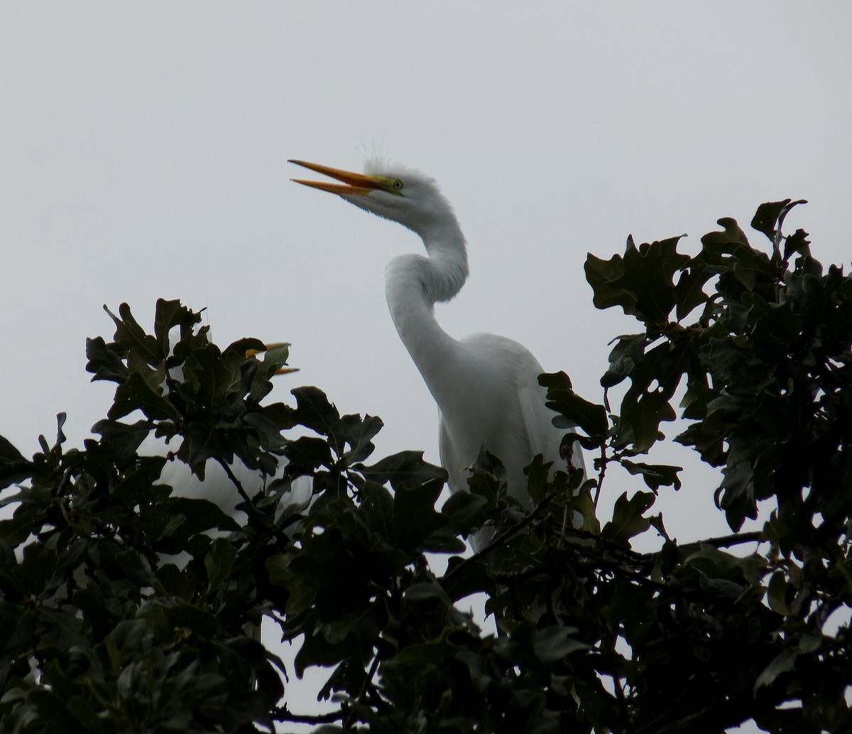 Great Egret - ML645743972