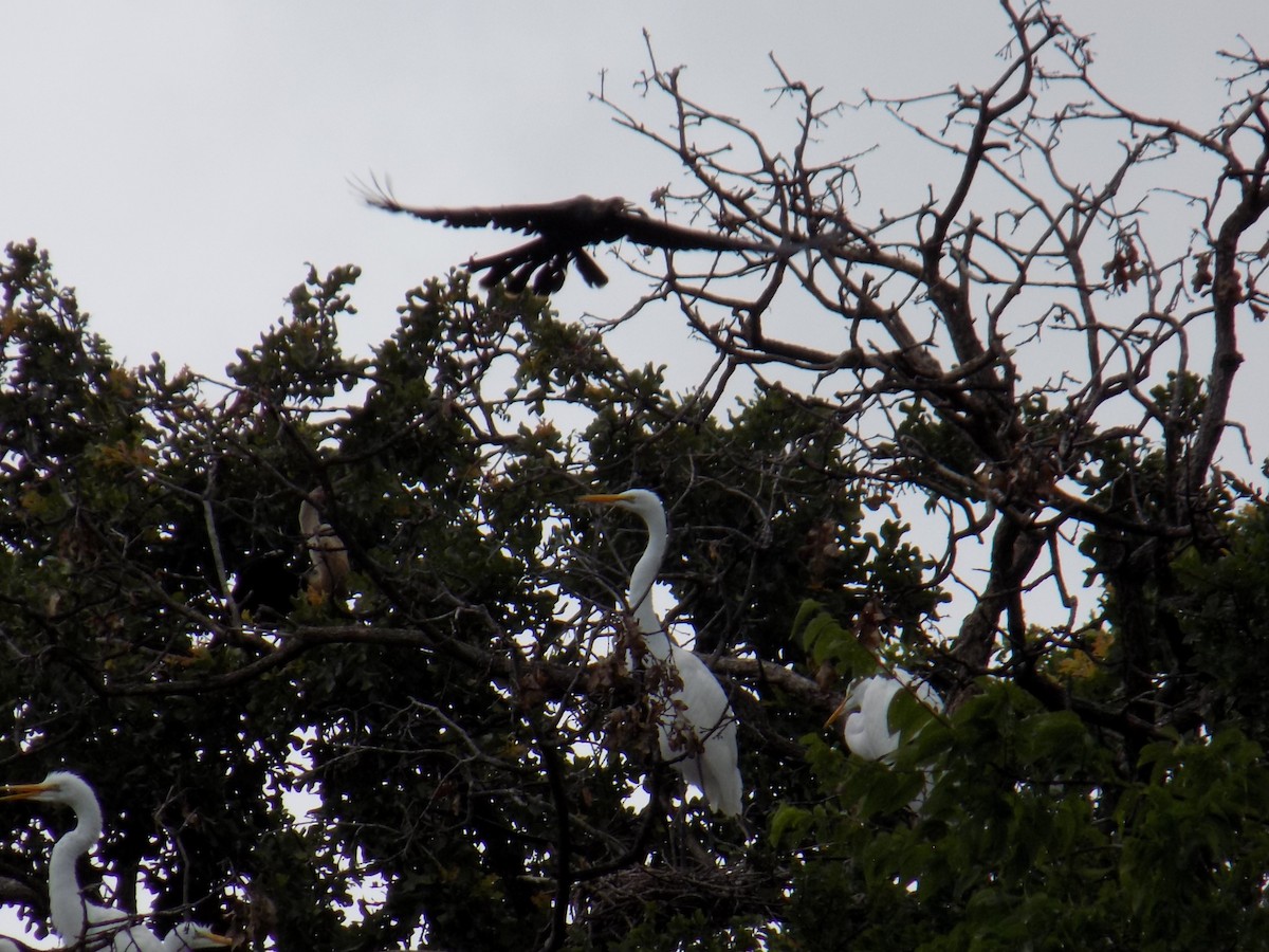 Great Egret - ML645743973