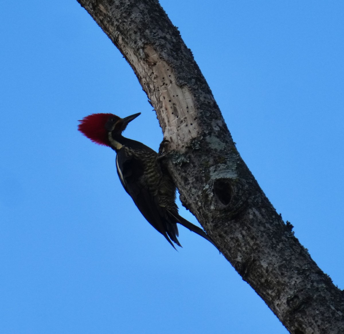 Lineated Woodpecker - ML645743998