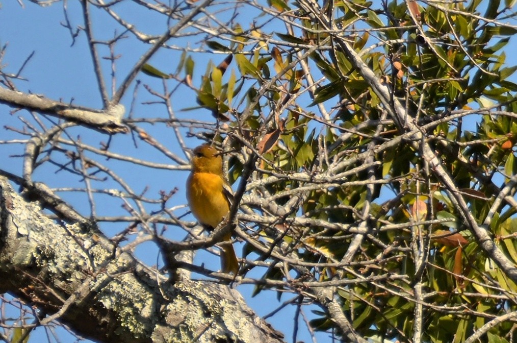 Baltimore Oriole - ML645744009