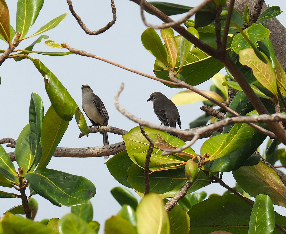 Tropical Mockingbird - ML645744032