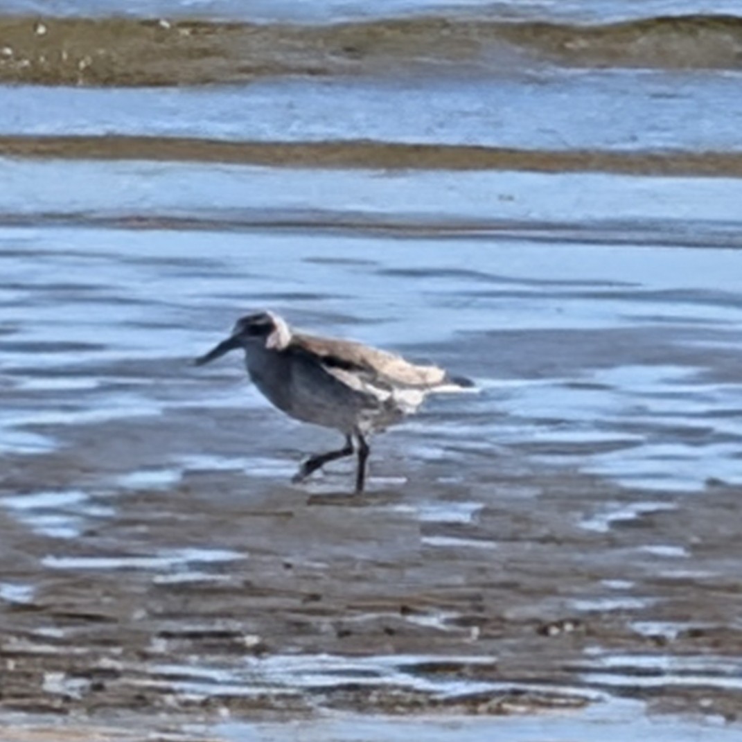 Red Knot - ML645744038