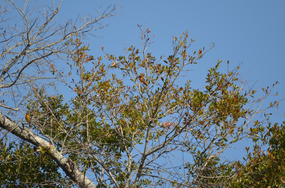 Baltimore Oriole - ML645744039