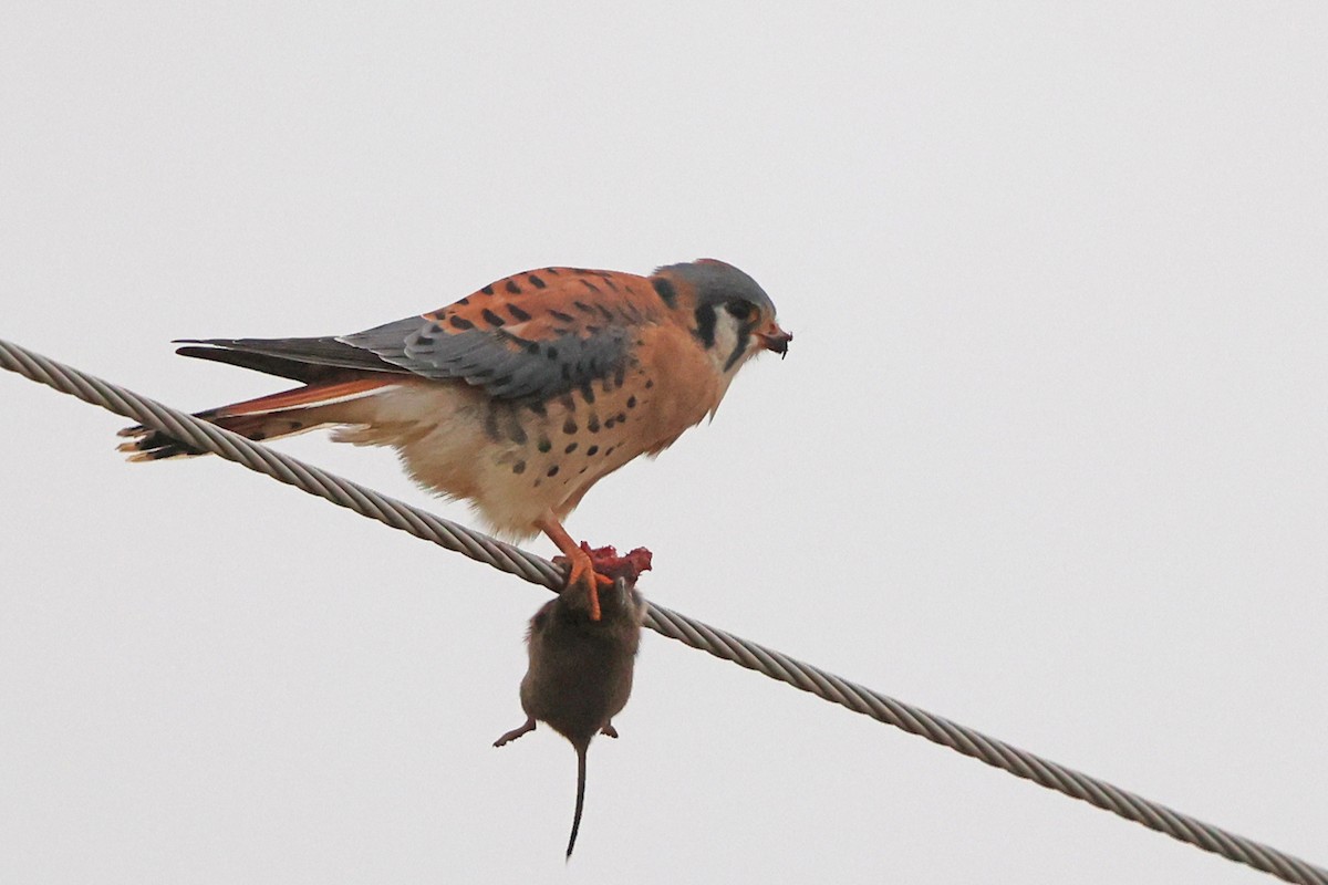 American Kestrel - ML645744040