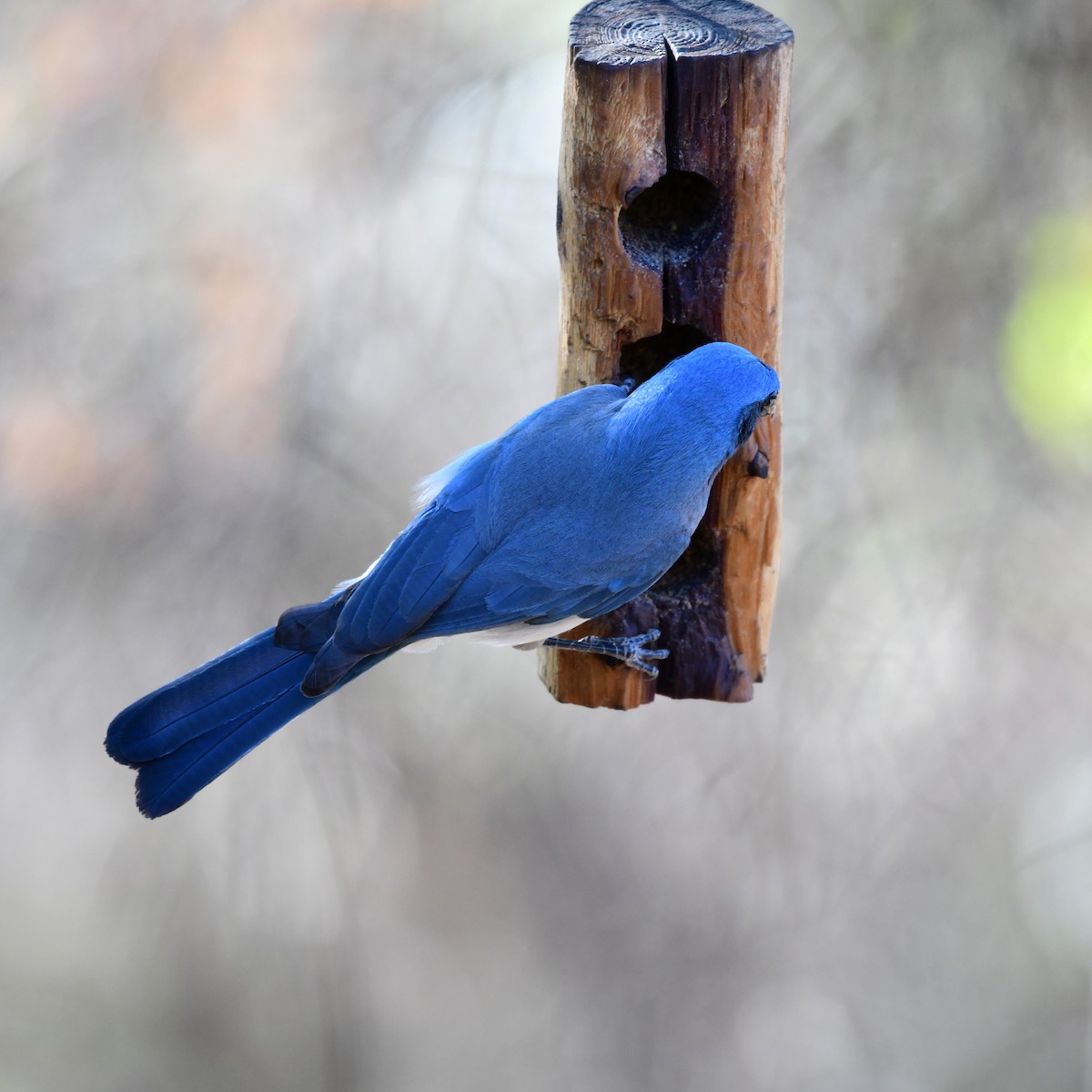 Lazuli Bunting - ML645744042
