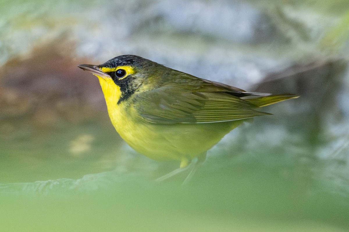 Kentucky Warbler - ML645744043