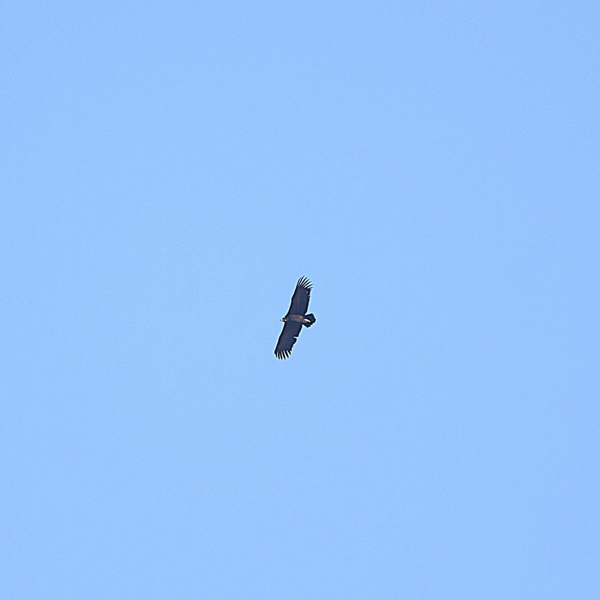 Buitre Negro - ML645744044