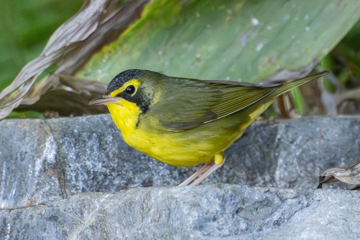 Kentucky Warbler - ML645744058