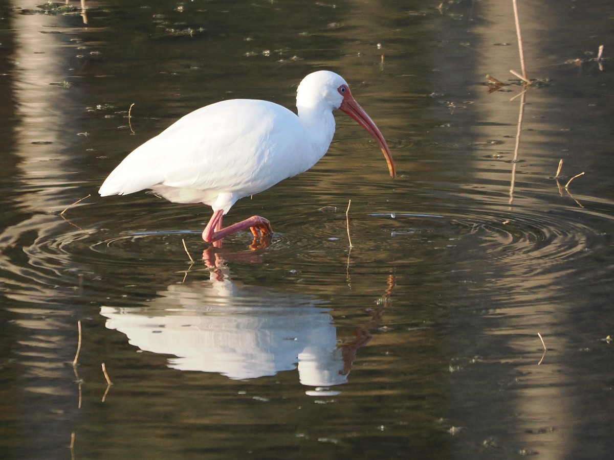 Corocoro Blanco - ML645744059