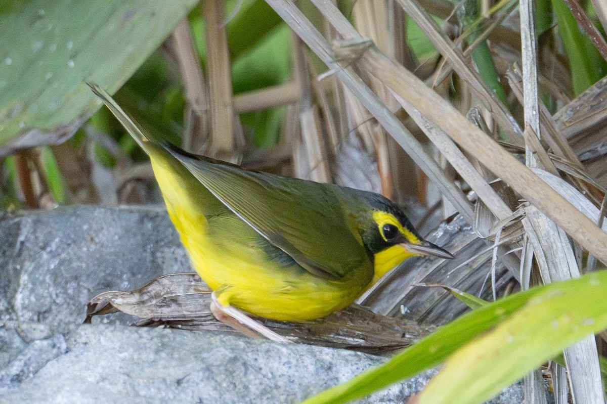 Kentucky Warbler - ML645744060