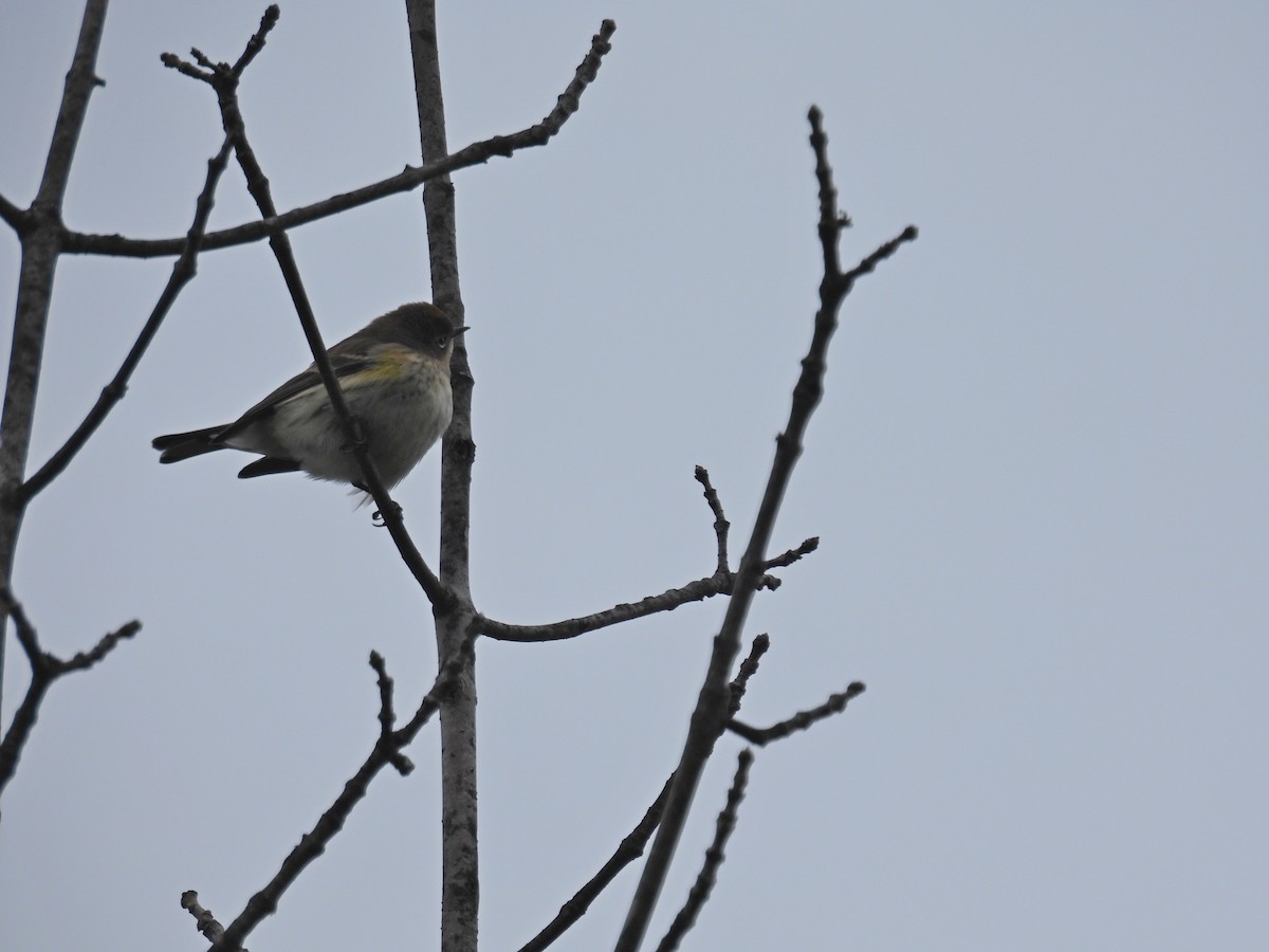 Yellow-rumped Warbler - ML645744063