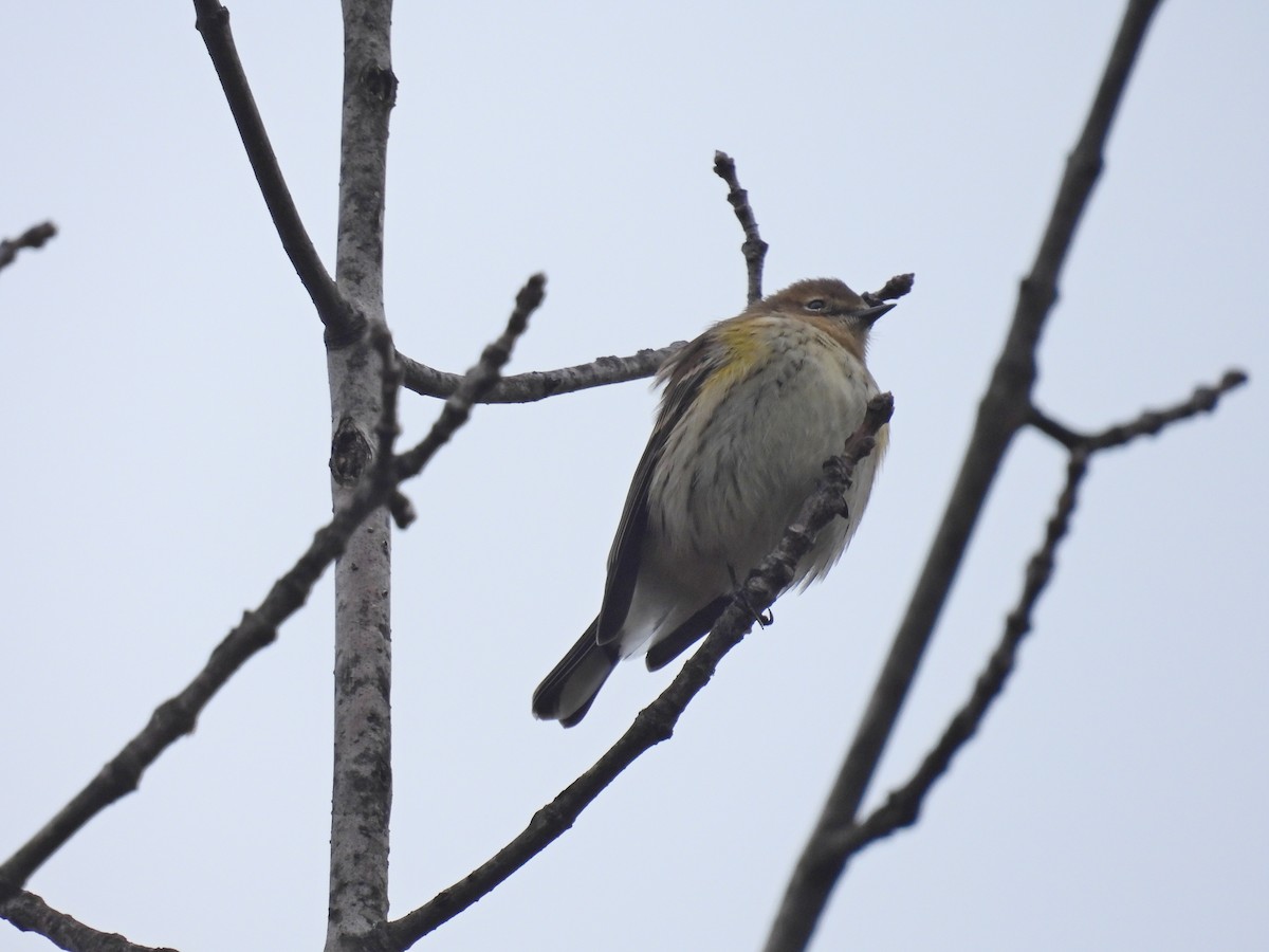 Yellow-rumped Warbler - ML645744064