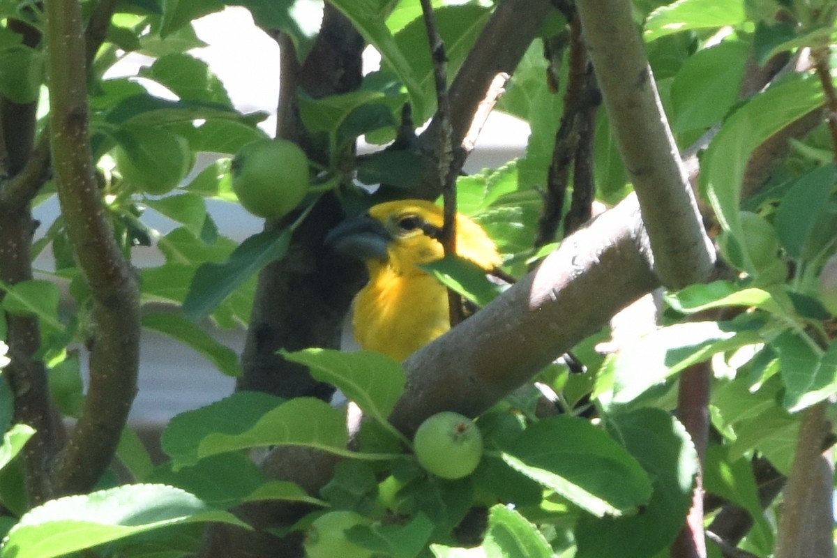 Kuzeyli Sarı Kocabaş - ML645744065