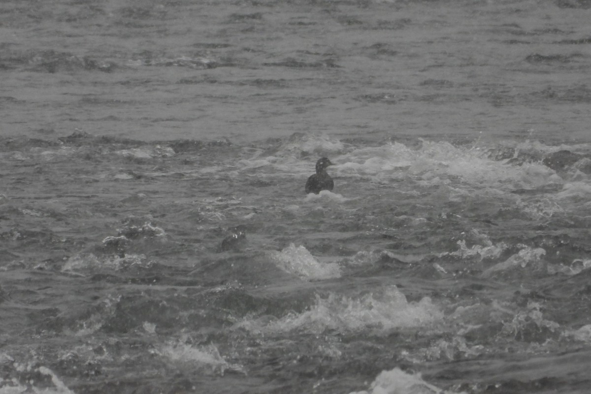 Harlequin Duck - ML645744073