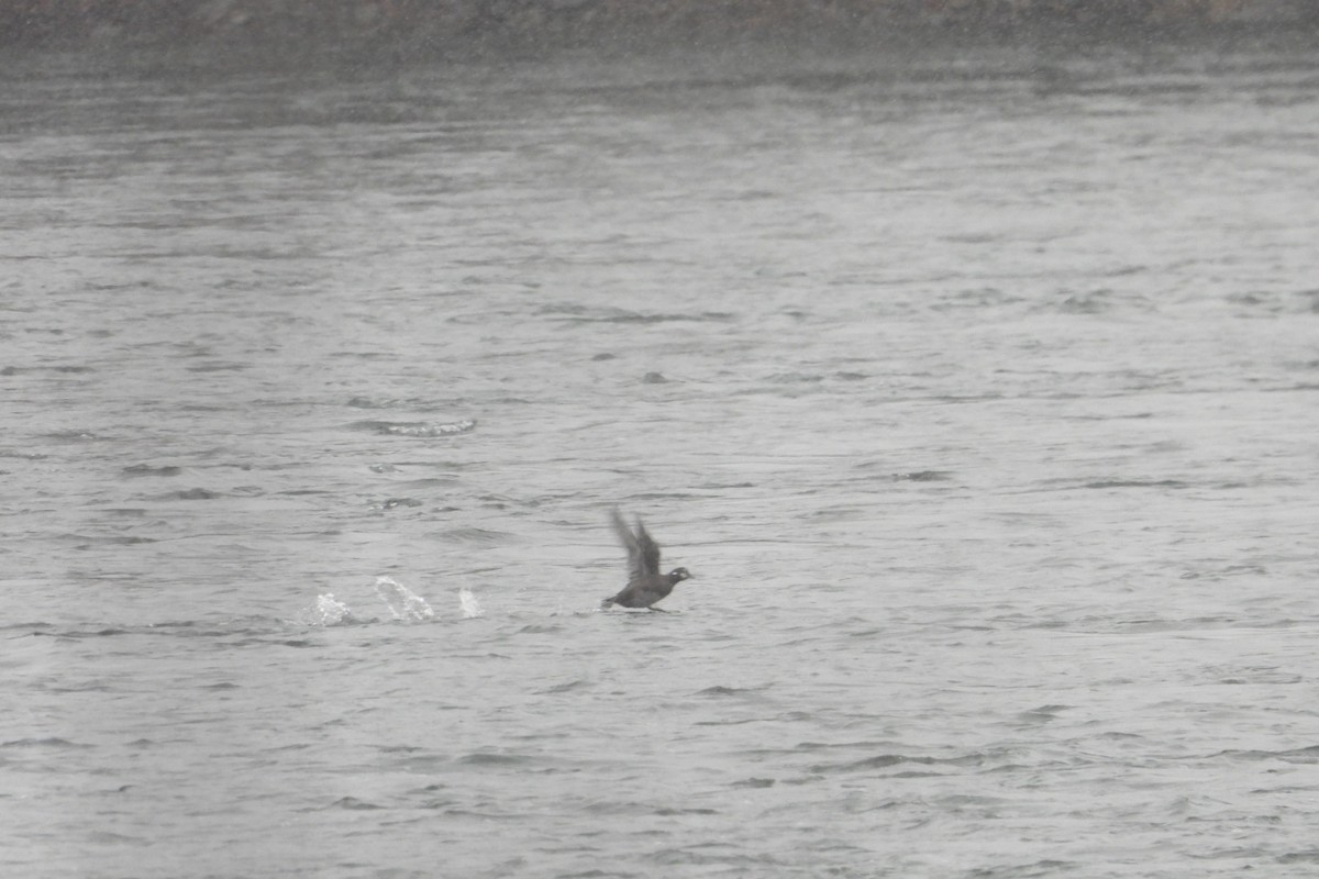 Harlequin Duck - ML645744074