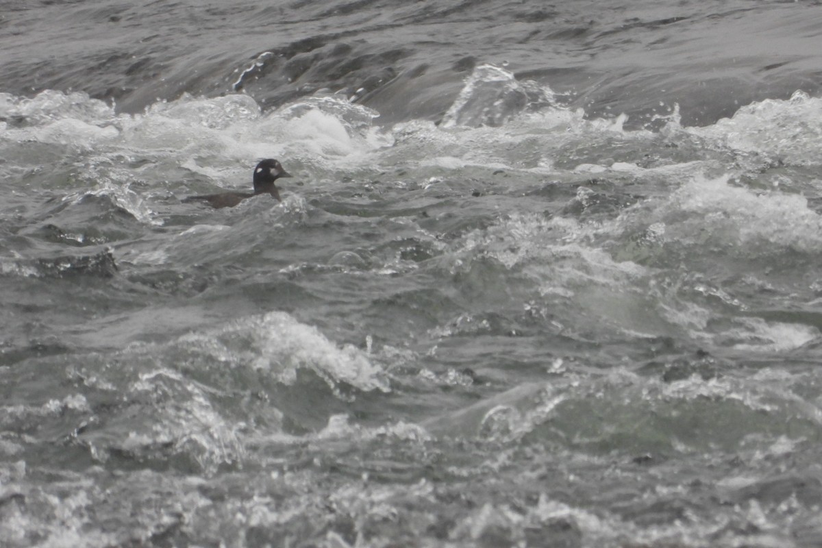 Harlequin Duck - ML645744075