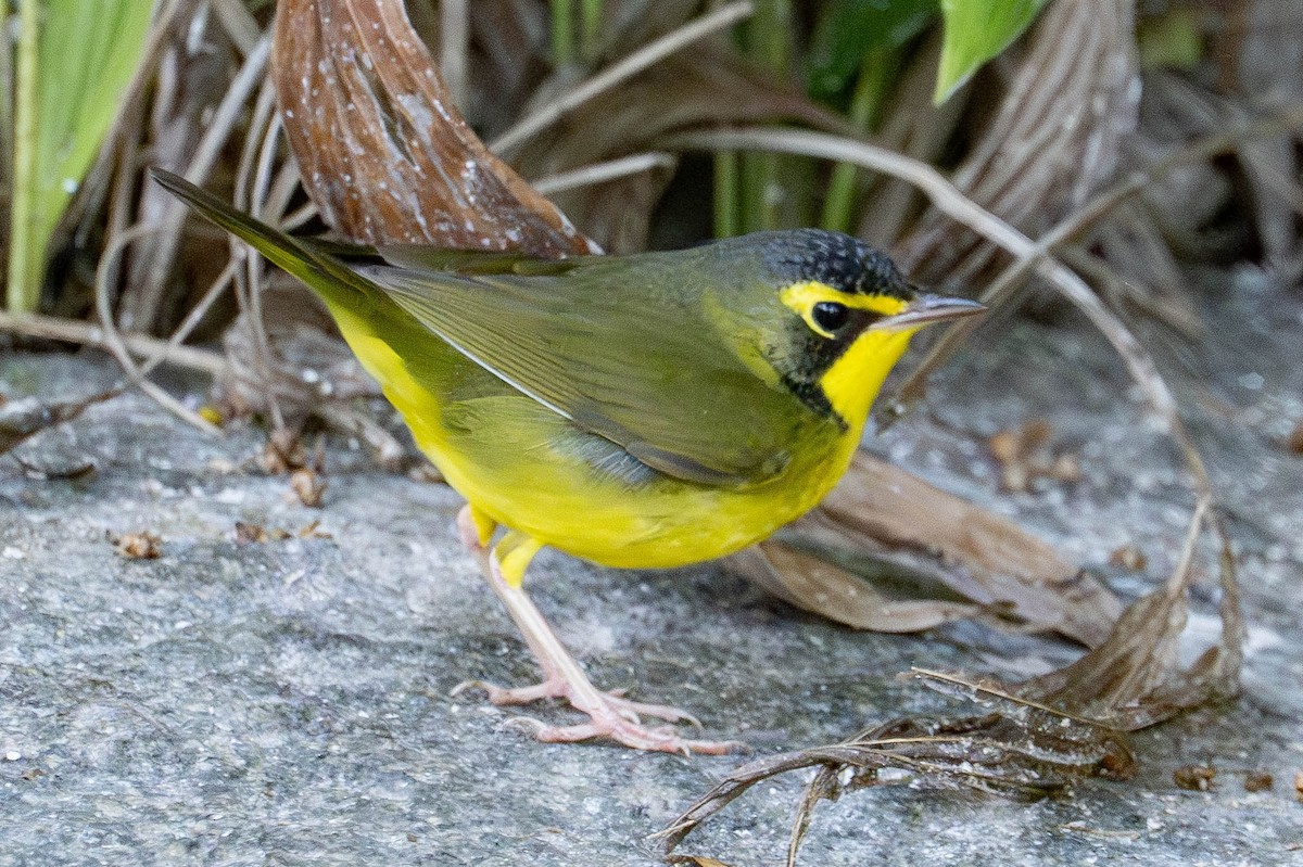 Kentucky Warbler - ML645744076