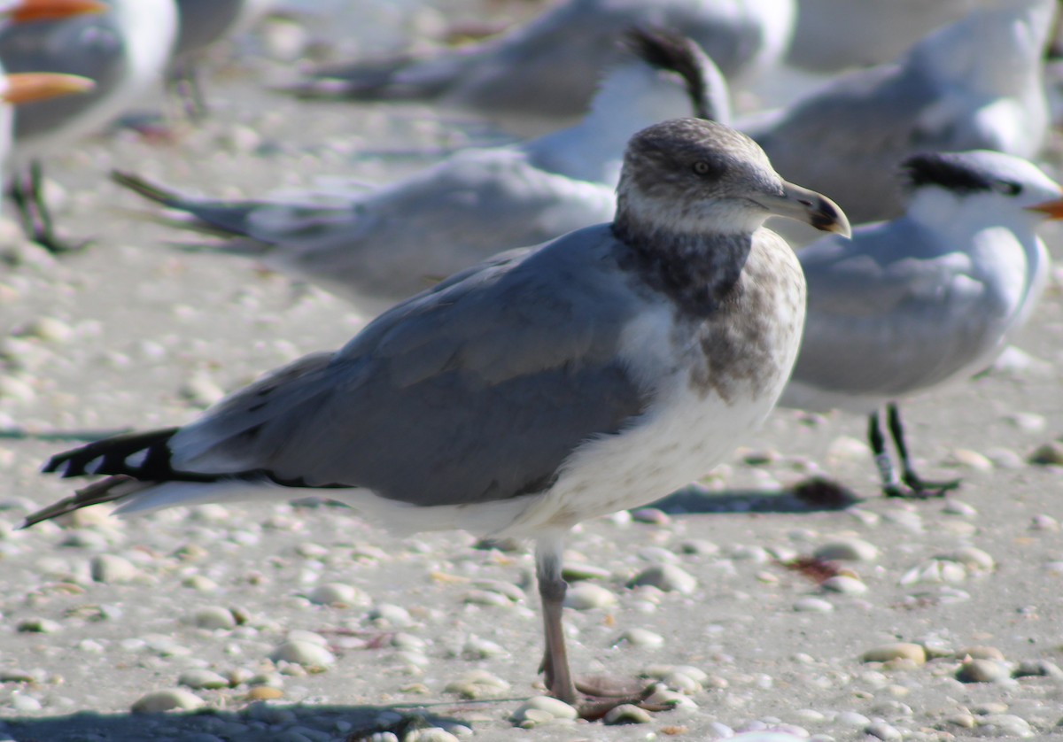 American Herring Gull - ML645744079