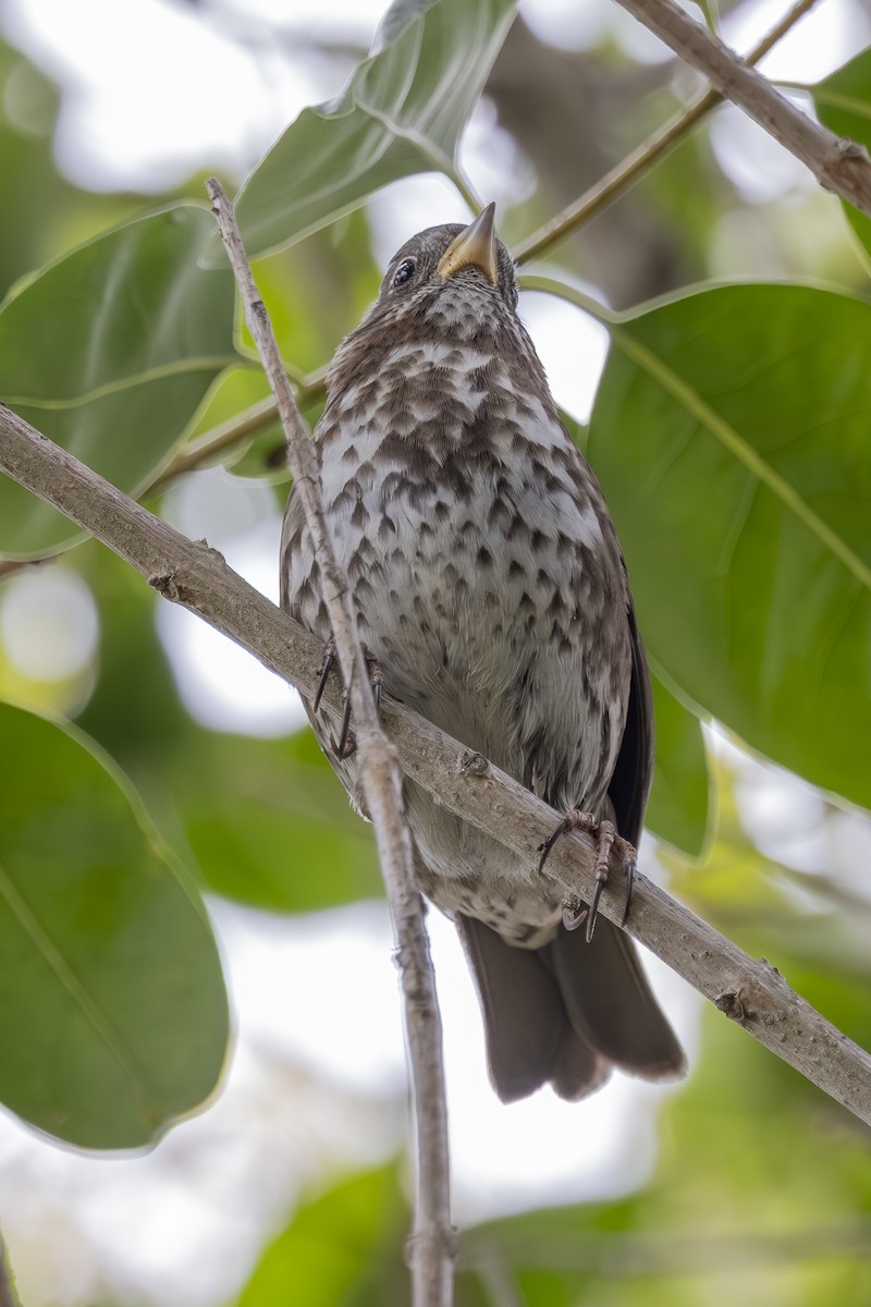 Fox Sparrow - ML645744084