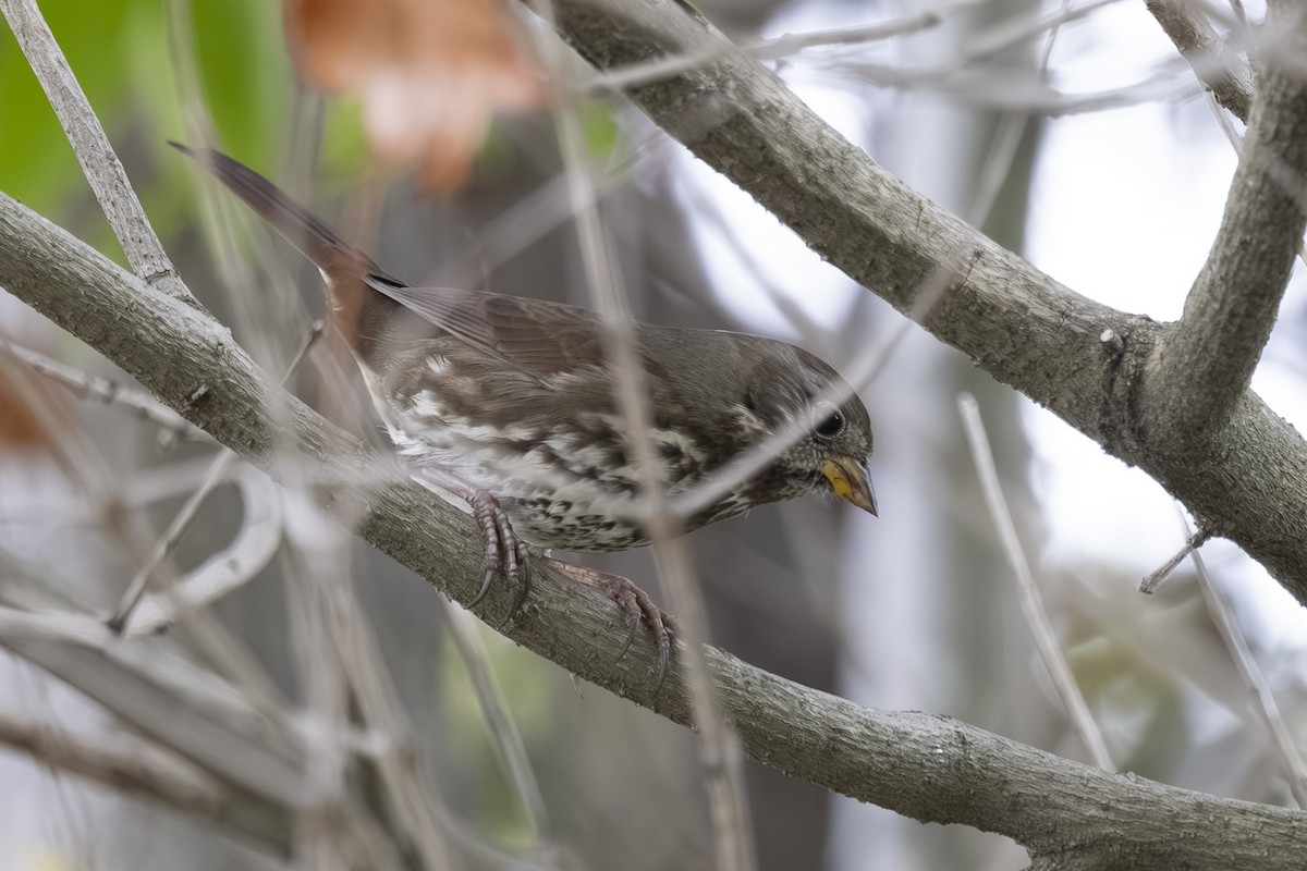 Fox Sparrow - ML645744085