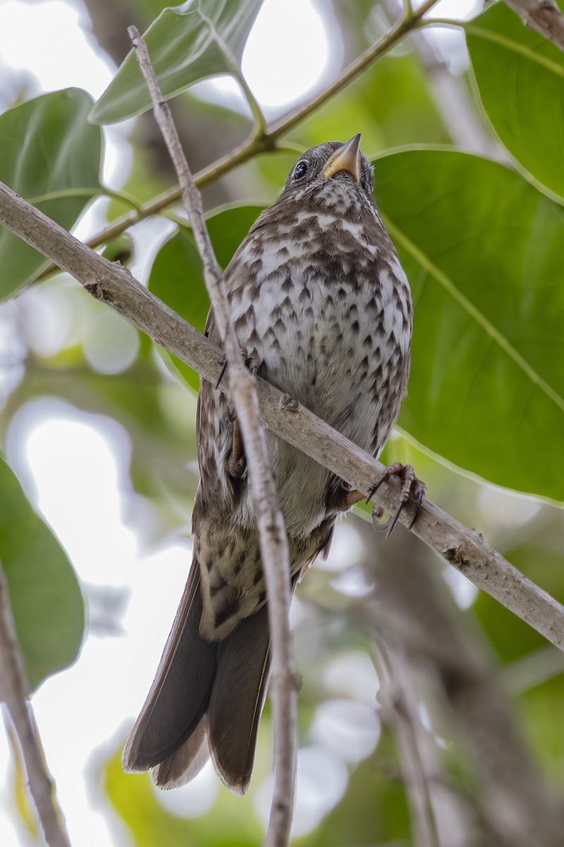 Fox Sparrow - ML645744086
