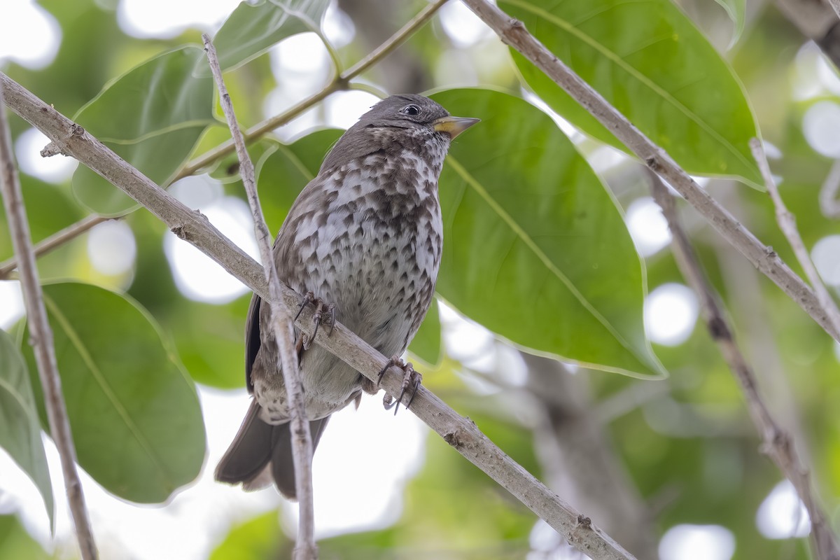 Fox Sparrow - ML645744087