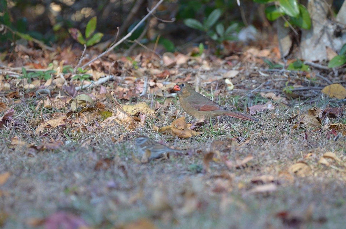 Northern Cardinal - ML645744093