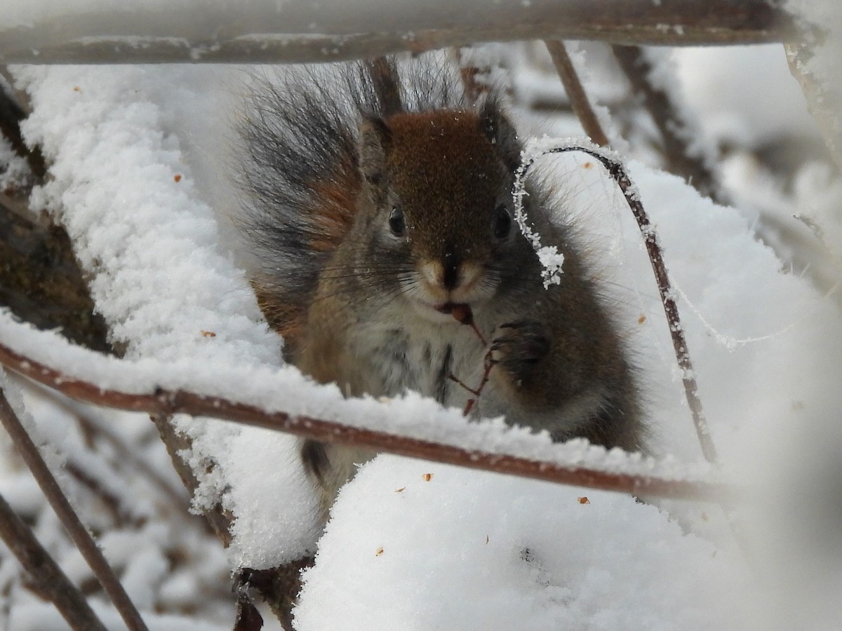 American Red Squirrel - ML645744104