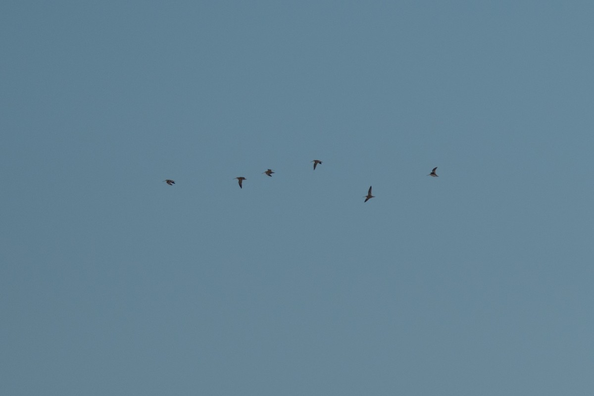 Wilson's Snipe - ML645744107