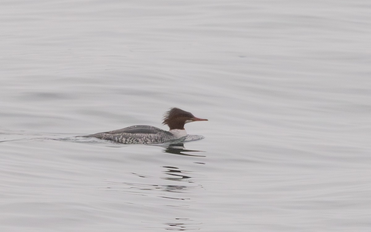 Common Merganser - ML645744114