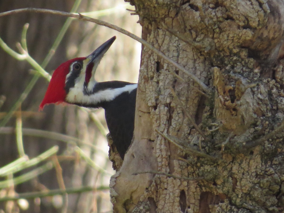 Pileated Woodpecker - ML645744115