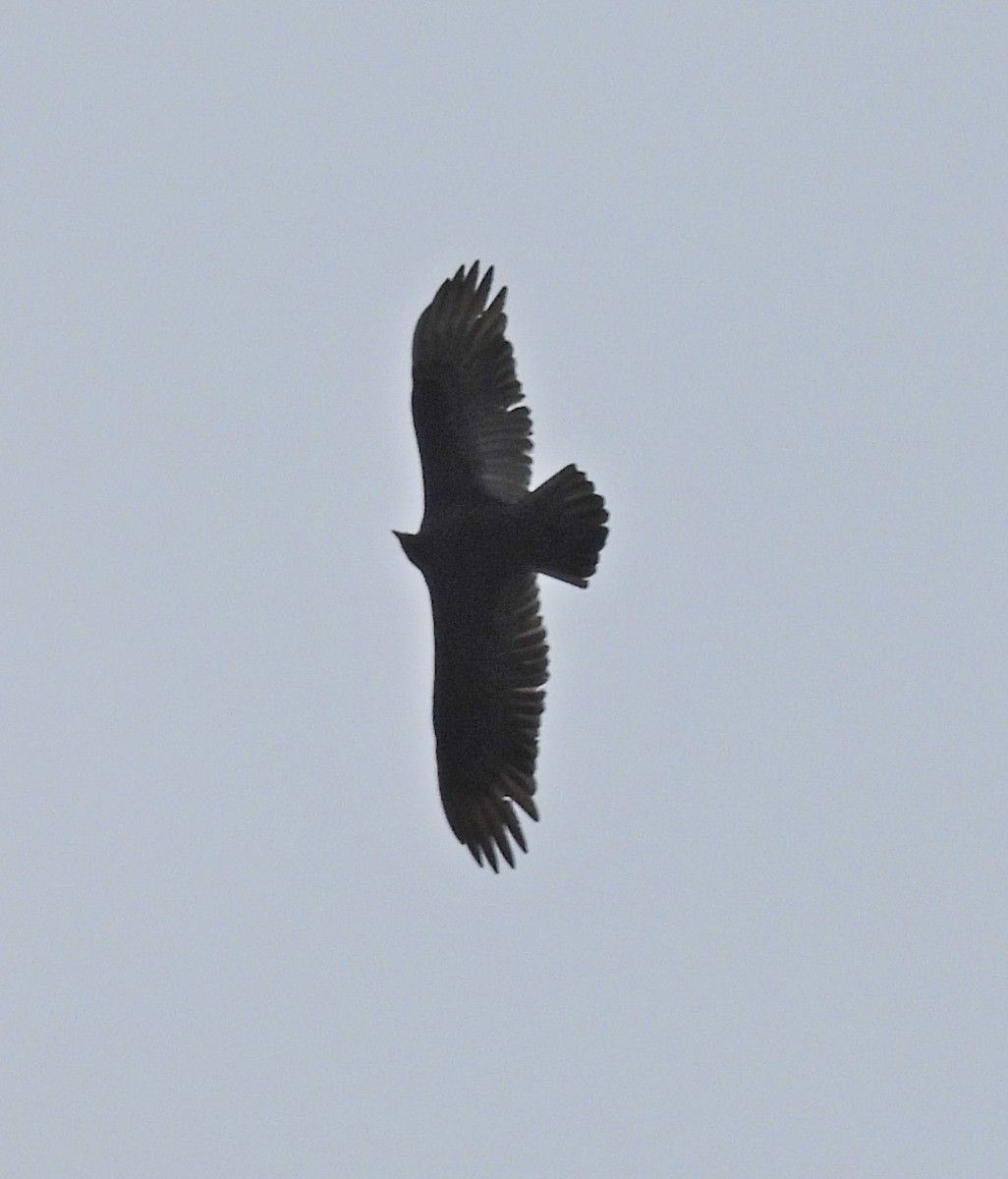 Turkey Vulture - ML645744116