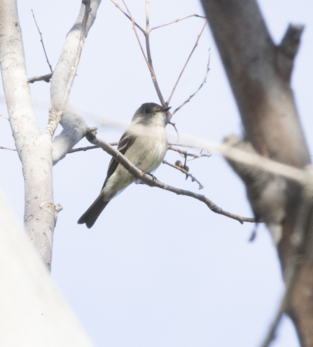 Western Wood-Pewee - ML645744127