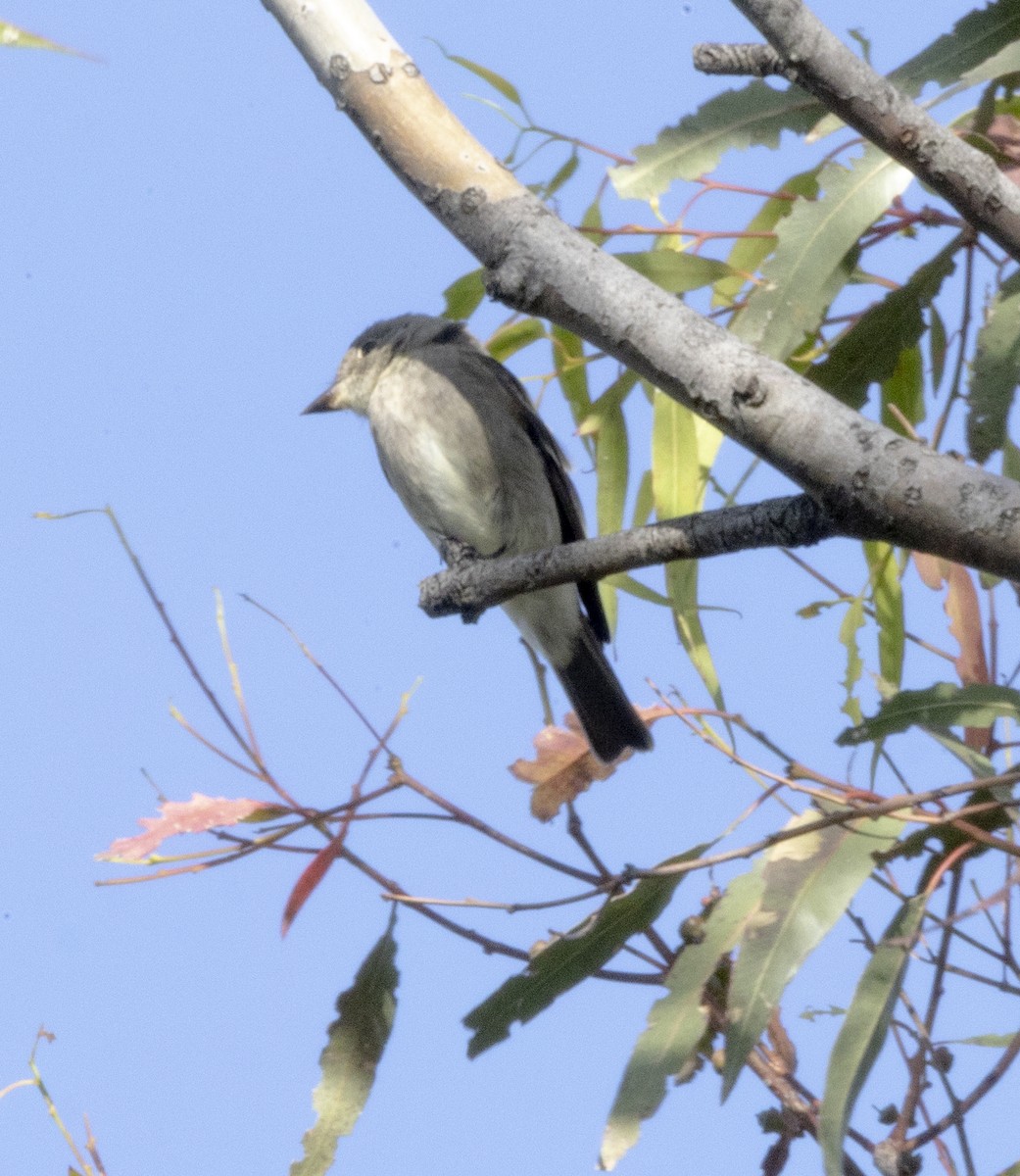 Western Wood-Pewee - ML645744128