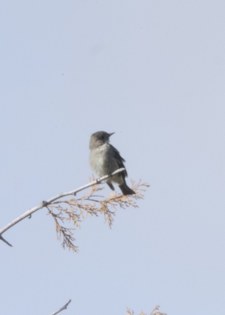 Western Wood-Pewee - ML645744129