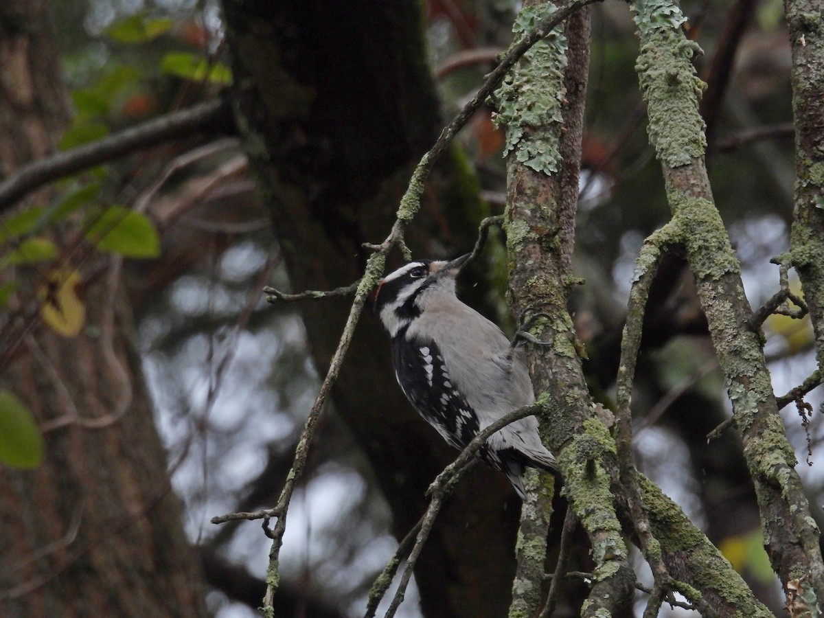 Downy Woodpecker - ML645744133